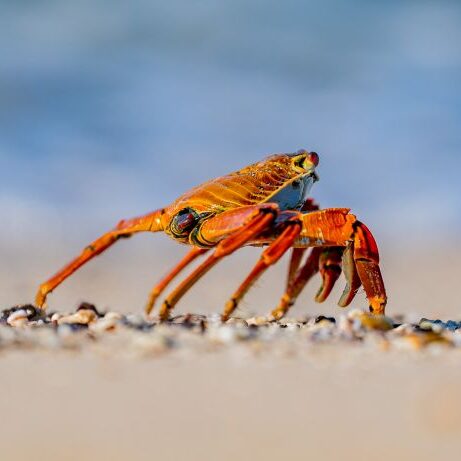 Sally Lightfoot crab